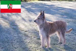 Read more about the article Berger de Picardie criadores e cachorros na Renânia do Norte-Vestefália