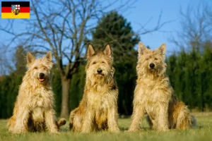 Read more about the article Berger de Picardie criadores e cachorros em Saarland