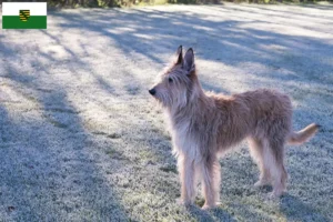Read more about the article Berger de Picardie criadores e cachorros na Saxónia