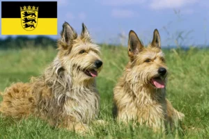 Read more about the article Berger de Picardie criadores e cachorros em Baden-Württemberg