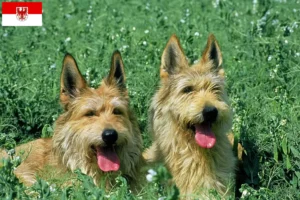 Read more about the article Berger de Picardie criadores e cachorros em Brandenburg