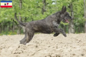 Read more about the article Berger de Picardie criadores e cachorros em Mecklenburg-Vorpommern