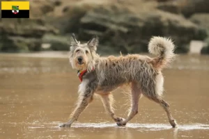 Read more about the article Berger de Picardie criadores e cachorros em Saxónia-Anhalt