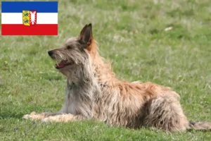 Read more about the article Berger de Picardie criadores e cachorros em Schleswig-Holstein
