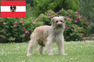 Read more about the article Berger des Pyrenees criadores e cachorros na Áustria