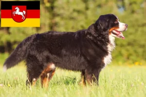 Read more about the article Criador de cães de montanha Bernese e cachorros na Baixa Saxónia