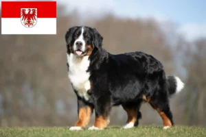 Read more about the article Criador de cães de montanha Bernese e cachorros em Brandenburg