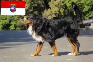Read more about the article Criador de cães de montanha Bernese e cachorros em Hessen