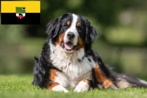 Read more about the article Criador de cães de montanha Bernese e cachorros em Saxónia-Anhalt