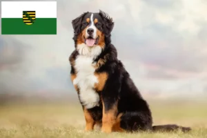 Read more about the article Criador de cães de montanha Bernese e cachorros em Saxónia