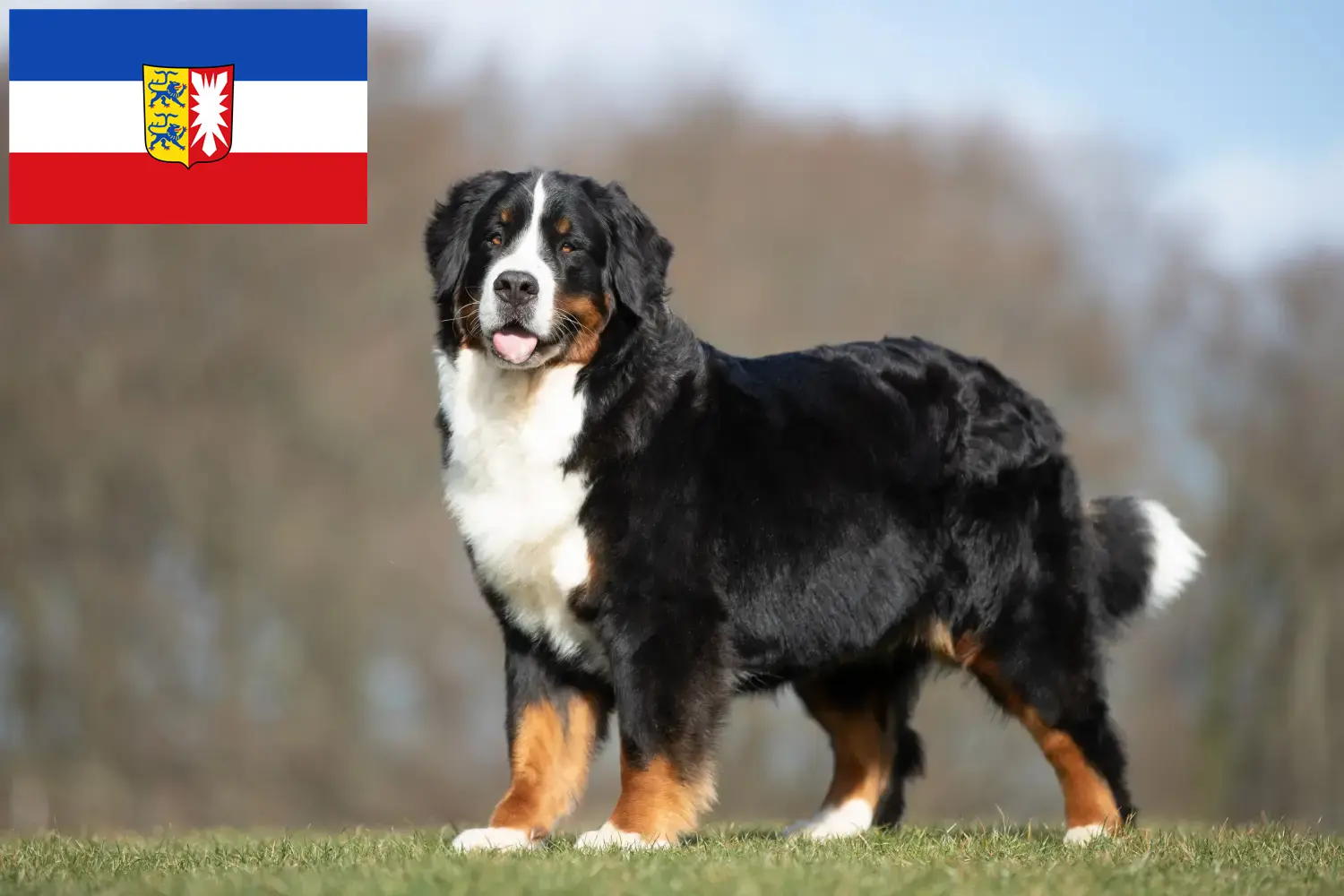 Read more about the article Criador de cães de montanha Bernese e cachorros em Schleswig-Holstein