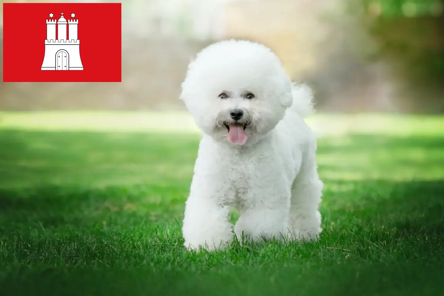 Bichon Frisé cachorros e criadores Hamburgo Encontrar criadores de Bichon Frisé em Hamburgo.