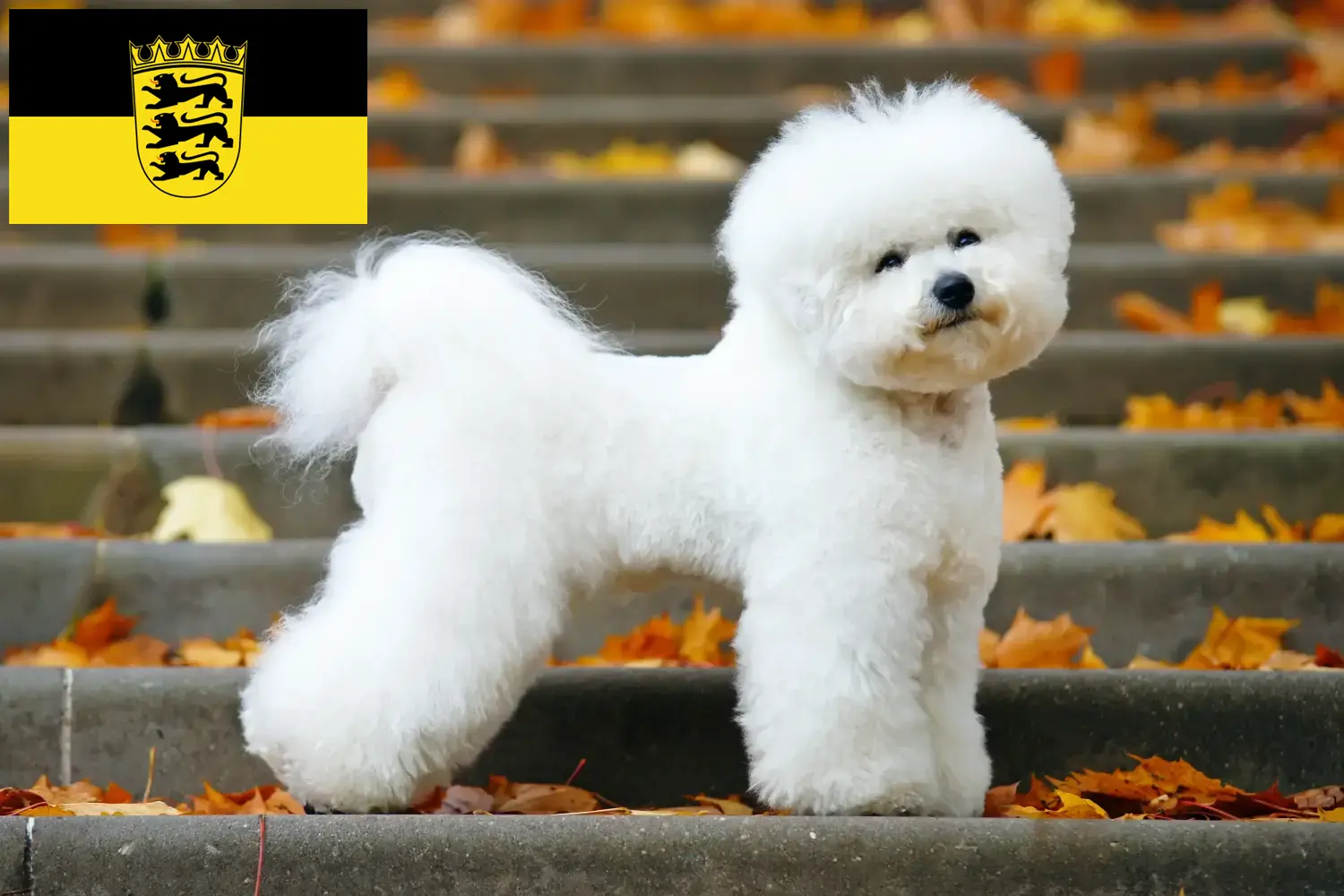 Bichon Frisé cachorros e criadores Baden-Württemberg Aqui pode encontrar criadores de Bichon Frisé em Baden-Württemberg.