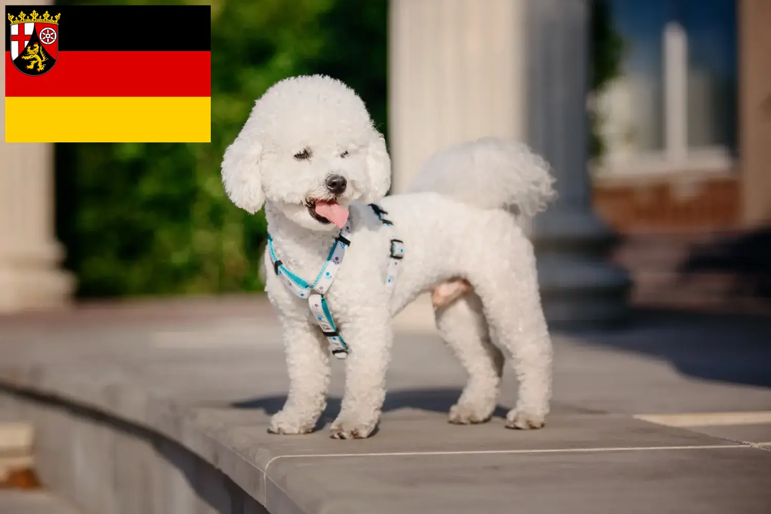 Bichon Frisé cachorros e criadores Renânia-Palatinado Aqui pode encontrar criadores de Bichon Frisé na Renânia-Palatinado.