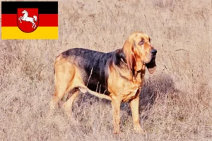 Read more about the article Criadores de Bloodhound e cachorros na Baixa Saxónia