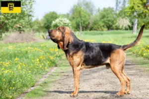 Read more about the article Criadores de Bloodhound e cachorros em Baden-Württemberg