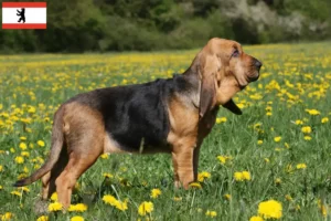Read more about the article Criadores de Bloodhound e cachorros em Berlim