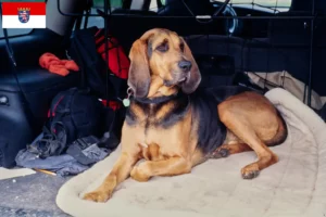 Read more about the article Criadores de Bloodhound e cachorros em Hessen