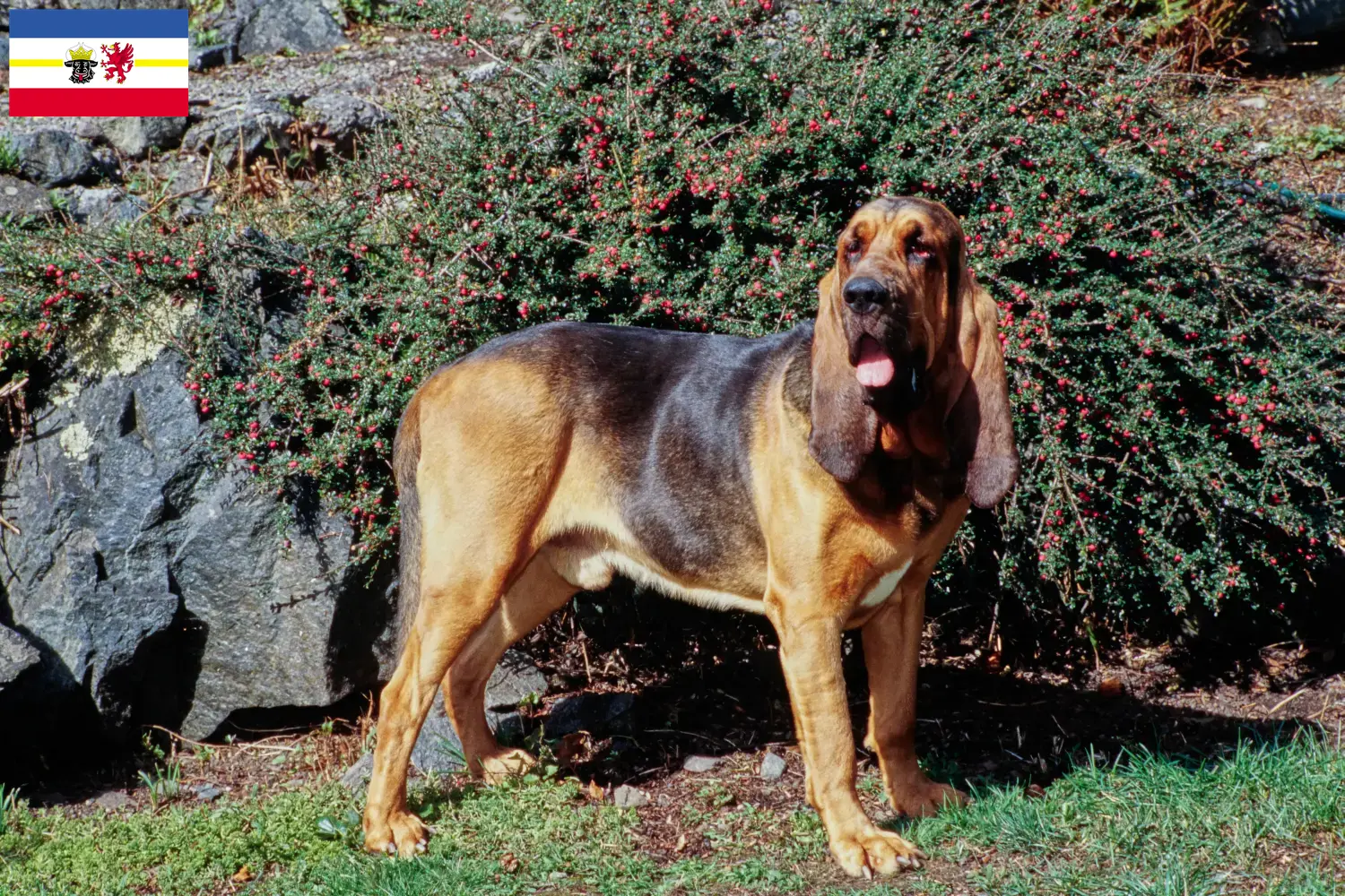 Read more about the article Criadores de Bloodhound e cachorros em Mecklenburg-Vorpommern