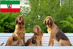 Read more about the article Criadores de Bloodhound e cachorros na Renânia do Norte-Vestefália