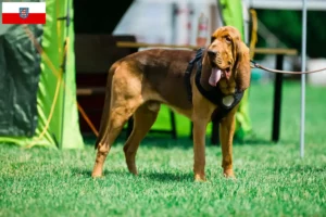 Read more about the article Criadores de Bloodhound e cachorros em Thuringia