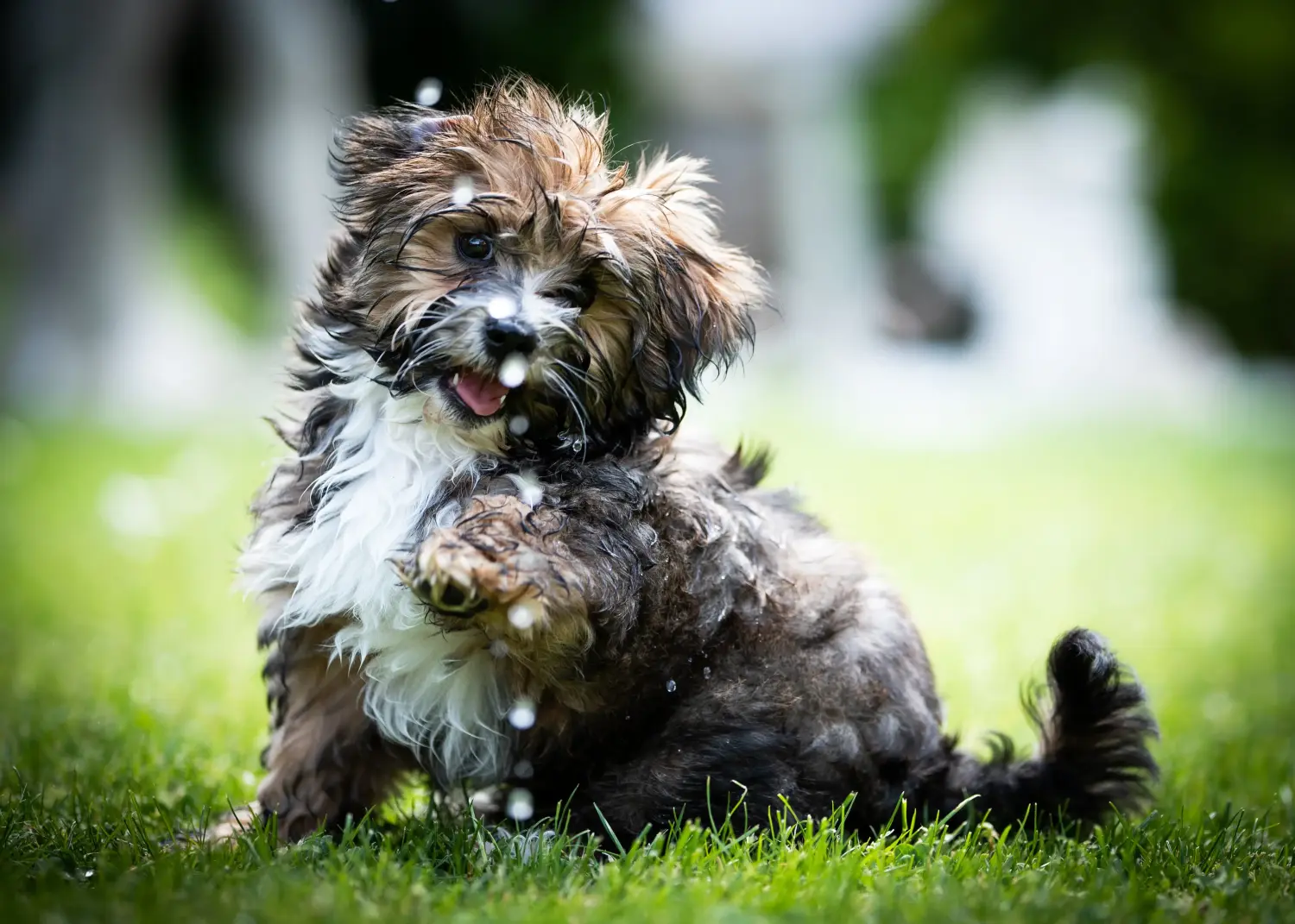 Comprar um cachorro Bolonka Zwetna significa assumir a responsabilidade! Comprar cachorros Bolonka Zwetna.