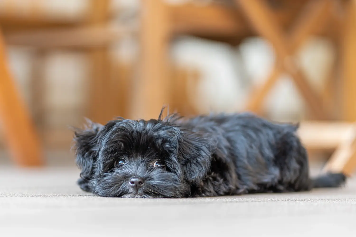 Comprar um cachorro Bolonka Zwetna significa assumir a responsabilidade! Comprar cachorros Bolonka Zwetna.