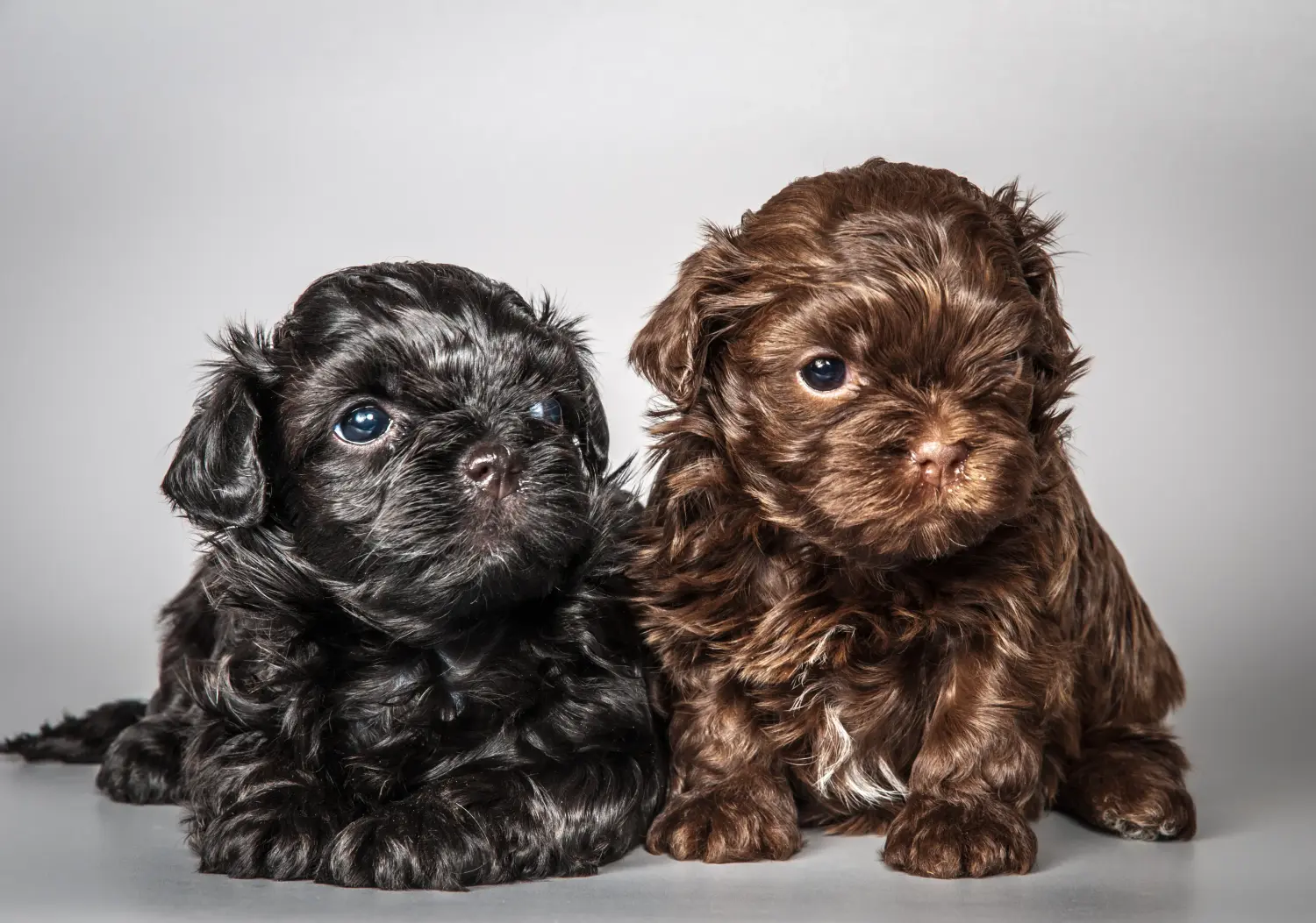 Comprar um cachorro Bolonka Zwetna significa assumir a responsabilidade! Comprar cachorros Bolonka Zwetna.