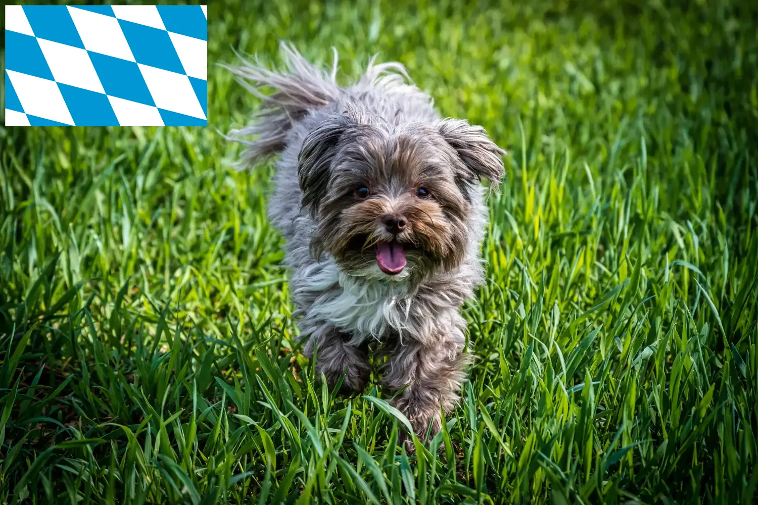 Bolonka Zwetna cachorros e criadores Baviera Aqui pode encontrar criadores de Bolonka Zwetnas na Baviera.