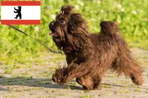 Read more about the article Bolonka Zwetna criadores e cachorros em Berlim