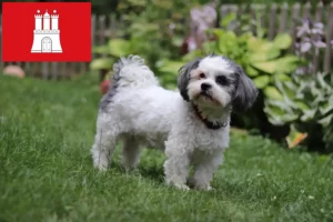 Read more about the article Bolonka Zwetna criadores e cachorros em Hamburgo