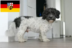 Read more about the article Bolonka Zwetna criadores e cachorros em Sarre