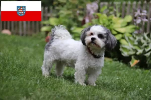 Read more about the article Bolonka Zwetna criadores e cachorros na Turíngia