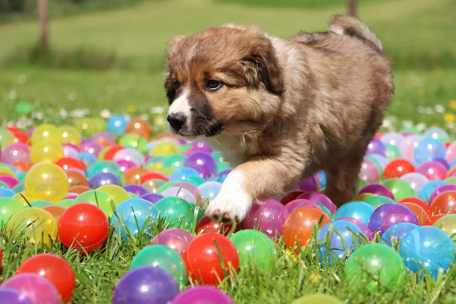 Comprar um cachorro Border Collie significa assumir responsabilidades! Comprar cachorros Border Collie.