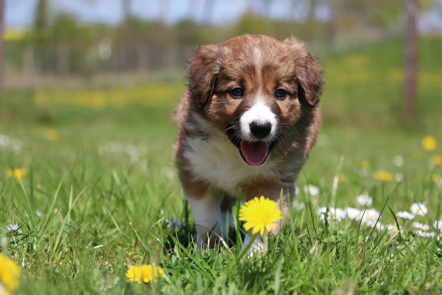 Comprar um cachorro Border Collie significa assumir responsabilidades! Comprar cachorros Border Collie.