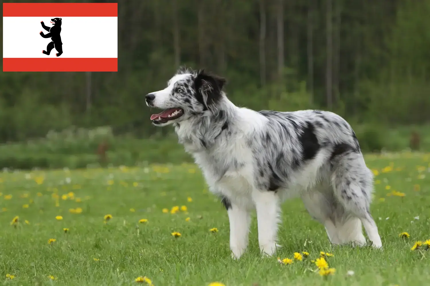 Cachorros e criadores de Border Collie Berlim Aqui pode encontrar criadores de Border Collies em Berlim.