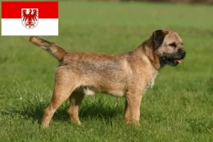 Read more about the article Criadores de Border Terrier e cachorros em Brandenburg
