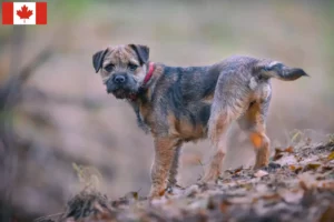 Read more about the article Criadores de Border Terrier e cachorros no Canadá