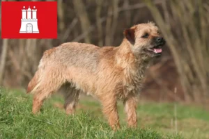 Read more about the article Criadores de Border Terrier e cachorros em Hamburgo