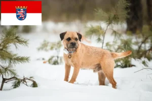 Read more about the article Criadores de Border Terrier e cachorros em Hessen