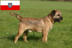 Read more about the article Criadores de Border Terrier e cachorros em Thuringia