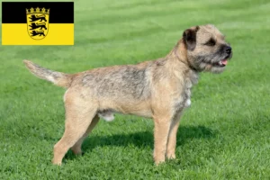 Read more about the article Criadores de Border Terrier e cachorros em Baden-Württemberg