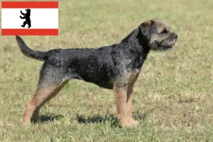 Read more about the article Criadores de Border Terrier e cachorros em Berlim