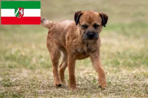 Read more about the article Criadores de Border Terrier e cachorros em Renânia do Norte-Vestefália