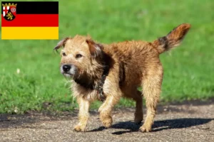 Read more about the article Criadores de Border Terrier e cachorros em Renânia-Palatinado
