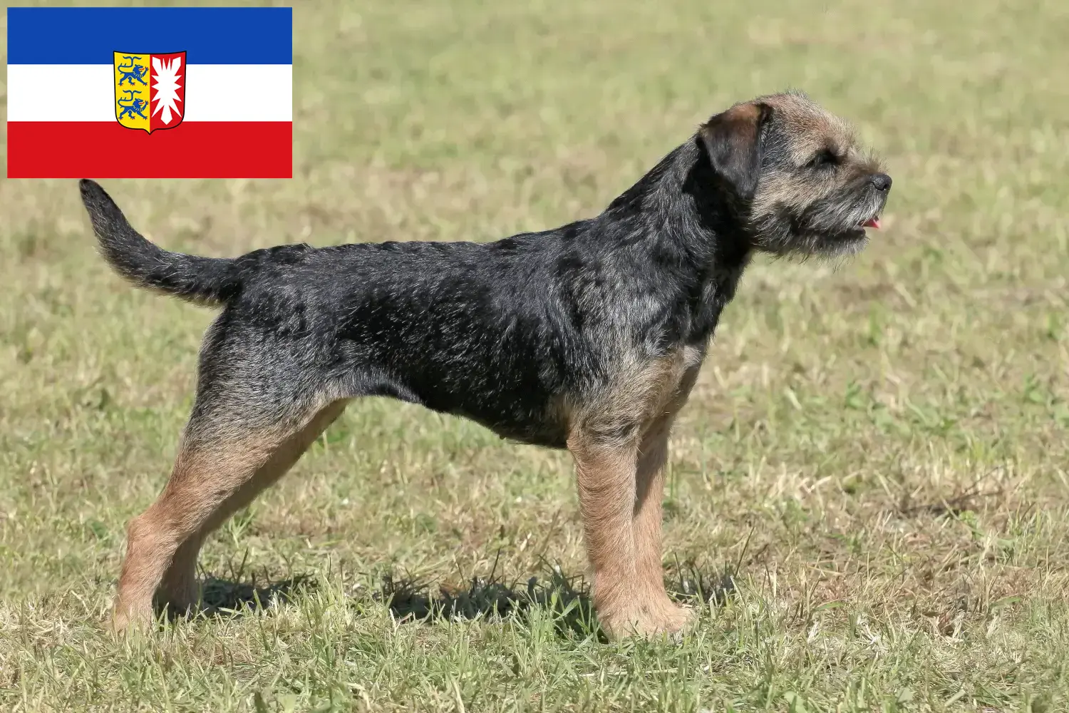 Read more about the article Criadores de Border Terrier e cachorros em Schleswig-Holstein