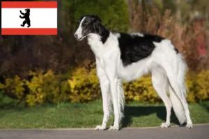 Read more about the article Criadores de Borzoi e cachorros em Berlim