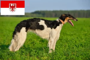 Read more about the article Criadores de Borzoi e cachorros em Brandenburg