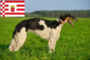Read more about the article Criadores de Borzoi e cachorros em Bremen