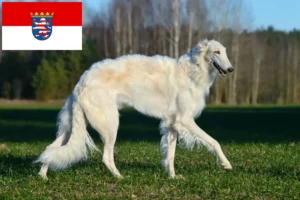 Read more about the article Criadores de Borzoi e cachorros em Hessen